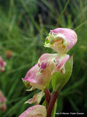 Disperis stenoplectron