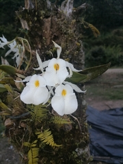 Trichopilia fragrans