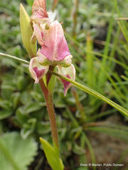 Disperis stenoplectron