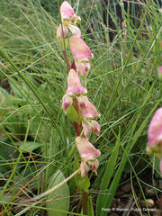 Disperis stenoplectron