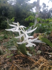 Trichopilia fragrans