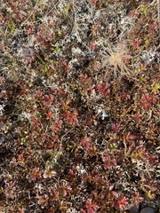 Sieversia pusilla
