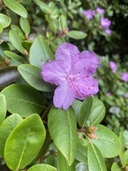 Rhododendron mucronulatum