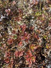 Sieversia pusilla