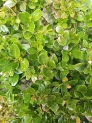 Buxus microphylla