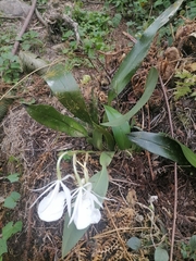 Trichopilia fragrans