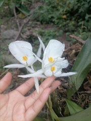 Trichopilia fragrans