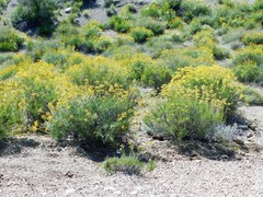 Encelia stenophylla