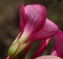 Oxalis pendulifolia