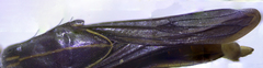 Limnogonus franciscanus