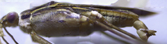 Limnogonus franciscanus