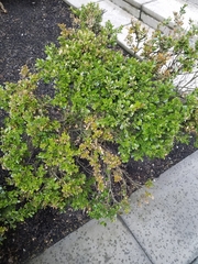 Buxus microphylla