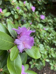 Rhododendron mucronulatum