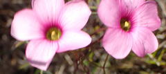 Oxalis pendulifolia