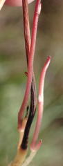 Oxalis pendulifolia