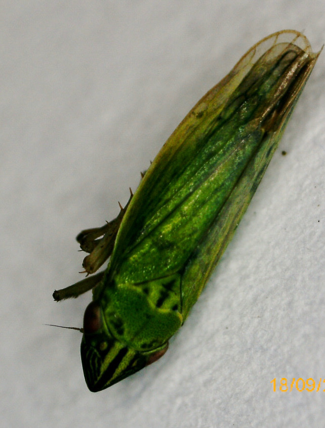 Syncharina lineiceps