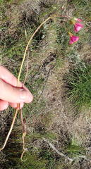 Oxalis pendulifolia