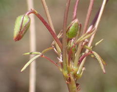 Oxalis pendulifolia