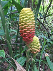 Zingiber spectabile