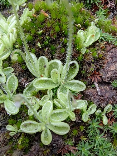 Pinguicula crenatiloba