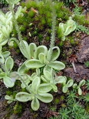 Pinguicula crenatiloba