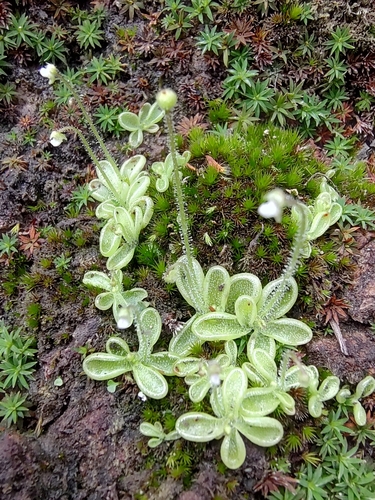 Pinguicula crenatiloba