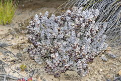 Quaqua mammillaris