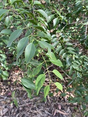 Jasminum simplicifolium