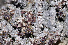 Quaqua mammillaris