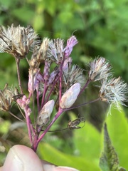 Anthodiplosis eutrochii