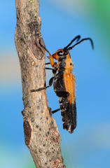 Nupserha basalis apicalis