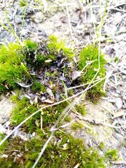Leptogium malmei