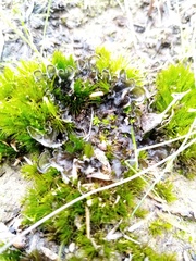 Leptogium malmei