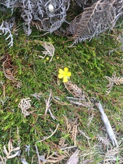 Hibbertia procumbens