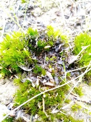Leptogium malmei