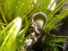 Leptogium malmei