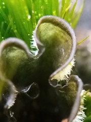 Leptogium malmei