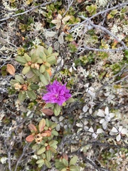 Rhododendron parvifolium