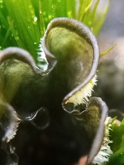 Leptogium malmei