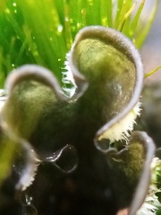 Leptogium malmei