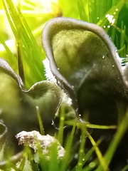 Leptogium malmei