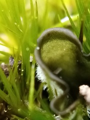 Leptogium malmei
