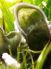 Leptogium malmei