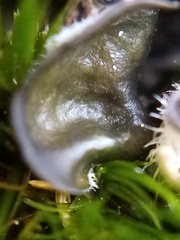 Leptogium malmei