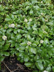 Pachysandra terminalis