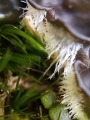 Leptogium malmei