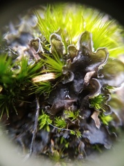 Leptogium malmei
