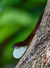 Anolis homolechis