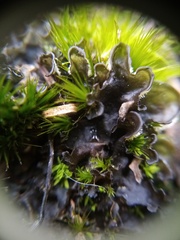 Leptogium malmei