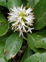 Pachysandra terminalis